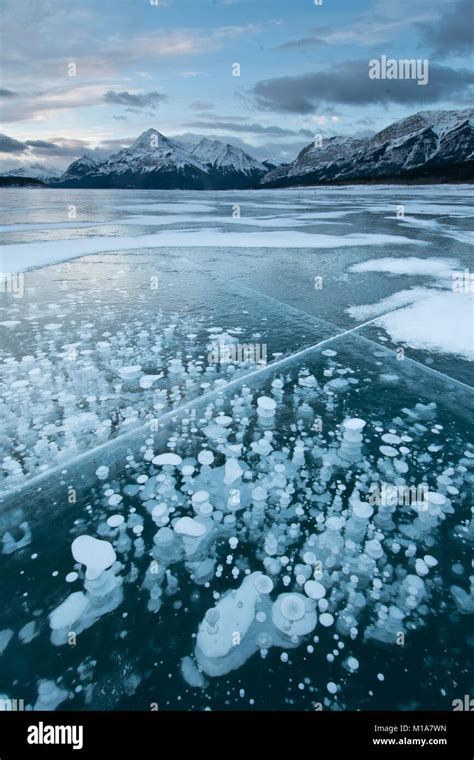 Frozen Methane Bubbles Winter Abraham Lake Canadian Rockies Alberta