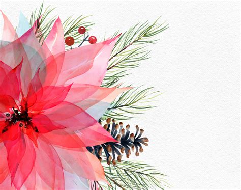 Watercolor Christmas Poinsettia Clipart Winter Watercolor Graphics