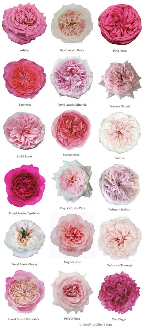 Varieties Of Pink Garden Roses Garden Roses Direct