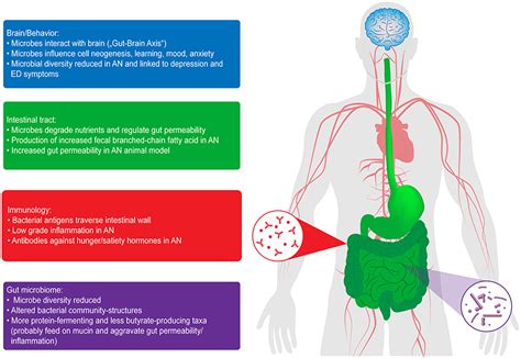 Frontiers The Impact Of Starvation On The Microbiome And Gut Brain