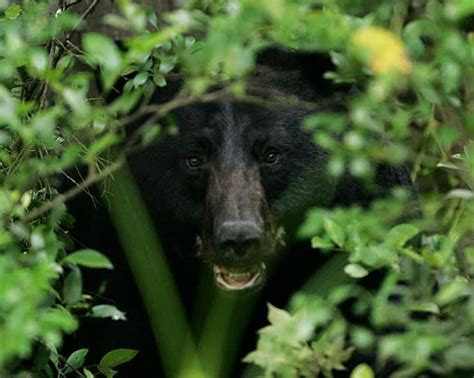 Black Bears Are A Protected Species In Alabama Outdoorhub