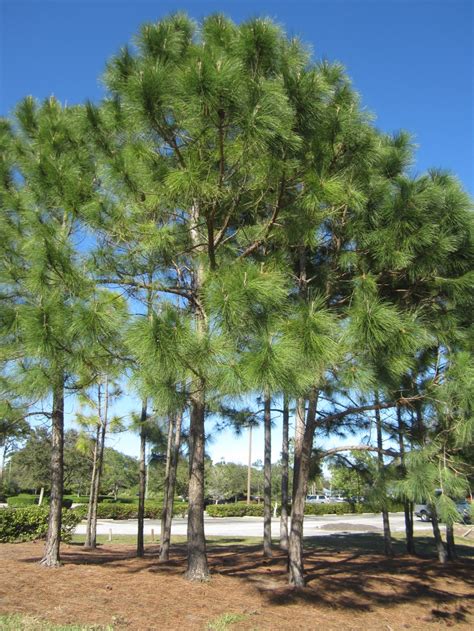 Pinus Elliottii Slash Pine Is Native To Florida And Serves To Provide