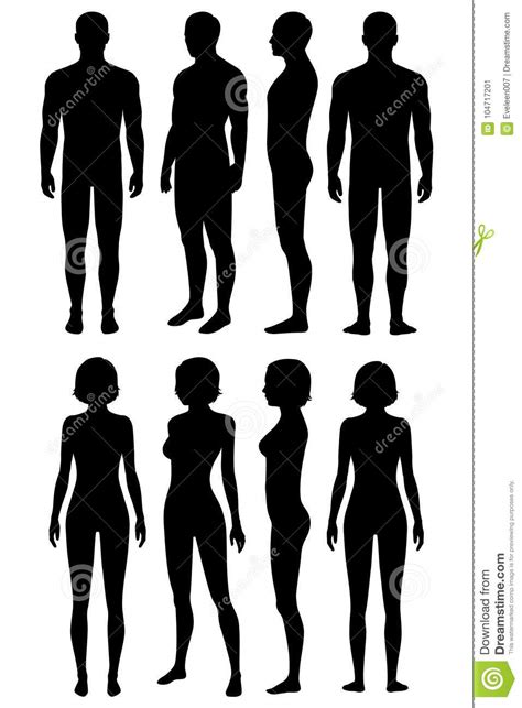 Cartoon creation set with various views front, side, back. Human Body Anatomy, Body Silhouette Stock Vector ...