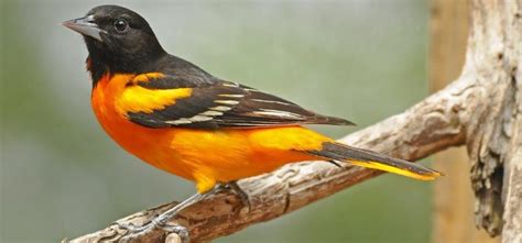 8 Orioles That Live In The United States W Range Maps Bird