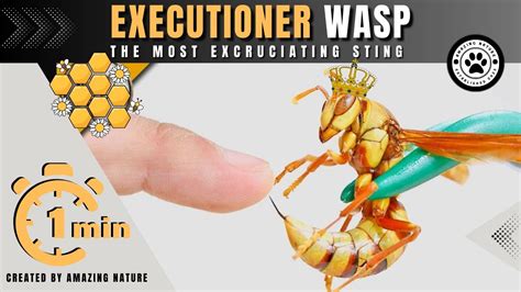 Executioner Wasp 🐝 The Most Excruciating Sting King Of Sting Amazing Nature Youtube