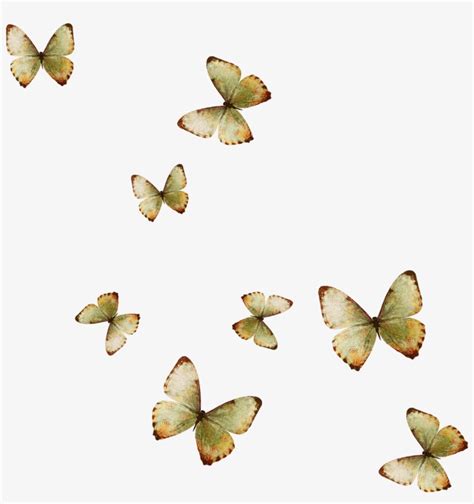 Aggregate Mariposas Wallpaper In Cdgdbentre