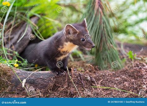 American Pine Marten Martes Americana Kit Pops Out From Under Log