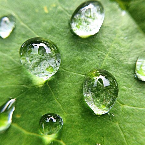 Close Up Of Water Drops On Leaf Photograph By Brian Harrison Eyeem