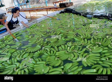 Davao Philippines 30th Oct 2018 Workers Wash And Pick Bananas In A