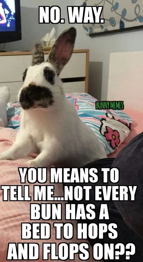 33 Lol Bugs Bunny No Memes Funny Bunny Saying No