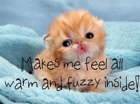 Warm And Fuzzy Inside Baby Animals Cute Animals Kittens Cutest
