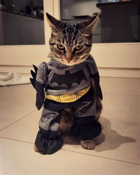 Psbattle Cat In Batman Costume Rphotoshopbattles