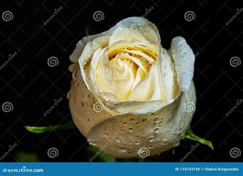 White Rose With Water Drops Stock Photo Image Of Background Rose