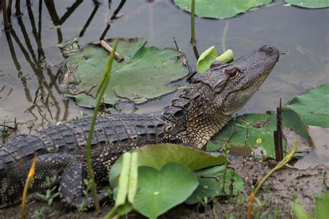 American Alligator Alligator Mississippiensis Im2fast4u2c Flickr