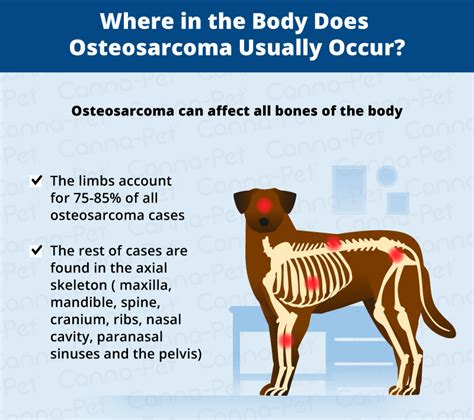 How Aggressive Is Osteosarcoma In Dogs