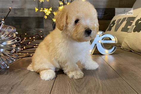 We did not find results for: Matty : Malti Poo - Maltipoo puppy for sale near San ...