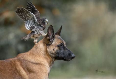 Belgian Malinois And Tiny Owl Have The Most Unlikely