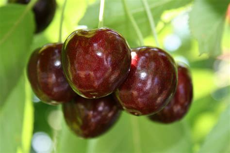 Scientists Invent Rain Resistant Coating That Cuts Cherry