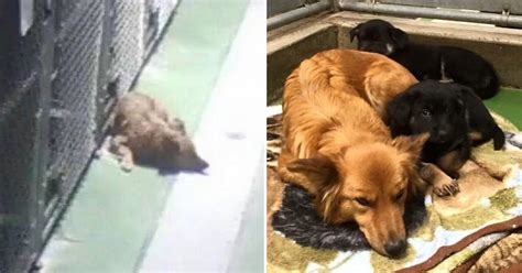 Dog Sneaks Out Of Kennel To Comfort And Cuddle With Crying Foster Puppies | Animal Shelters Near Me