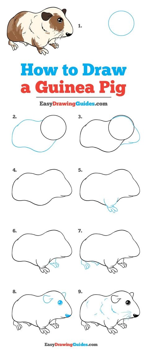 How To Draw A Guinea Pig Really Easy Drawing Tutorial