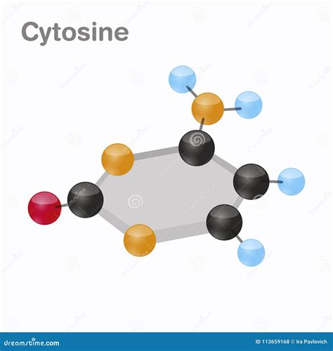 Citosina Hexnut C Molécula Del Nucleobase De La Pirimidina Presente En La Dna Ejemplo Del