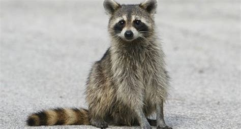 Cases Of Raccoons Spreading Disease To Dogs On The Rise