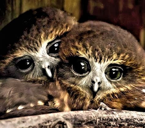 Cute Little Owls Cute Nimals Owls Hd Wallpaper Peakpx
