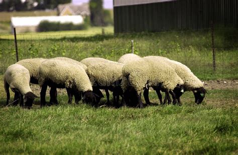 Sheep Grazing In Field Stock Image Image Of Grazing 10926839