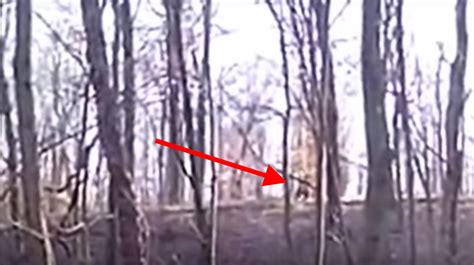 People In Indiana Consider This Proof Bigfoot Exists