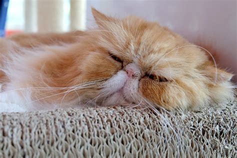 Sleeping Red Persian Cat Stock Image Image Of Beautiful 180515475