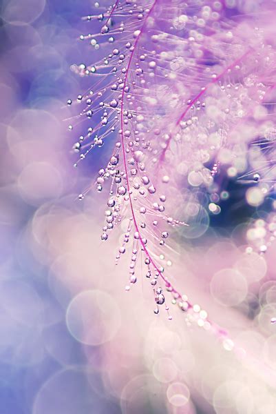 Beautiful Water Drops Macro Photography