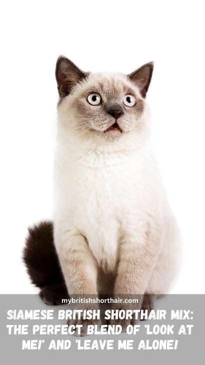 Siamese British Shorthair Mix 15 Feline Facts Everything You Need To