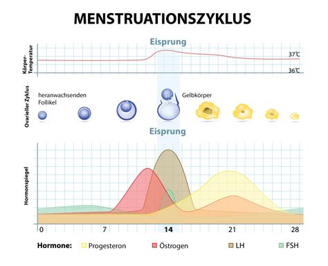 Da die lutealphase in der regel zwischen 12 bis 16 tage dauert, kann man anhand der gesamtlänge des eigenen zyklus ungefähr einschätzen, wann der eisprung stattfindet. Der weibliche Zyklus - Diagnostics - Startseite