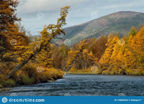 The Colours Of Autumn Are Cold Water Rivers Of Magadan Stock Photo