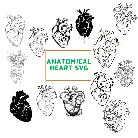 New Svg Anatomy Svg Anatomical Heart Svg Bundle Flower Heart Svg