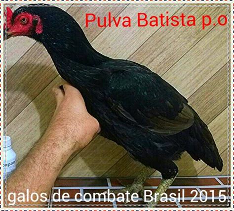 GALOS DE COMBATE BRASIL 2018 UM DOS GALOS MAIS FAMOSOS DO BRASIL