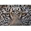 Leopard Eyes  Sean Crane Photography