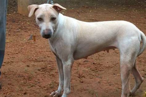 11 Indian Dog Breeds At Risk Of Extinction Pethelpful