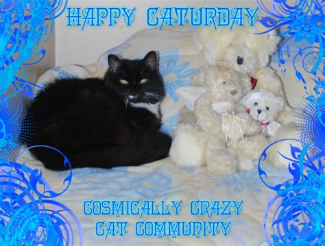 Saturday Weekend Quotes Happy Saturday Kitty Cats Animals Little