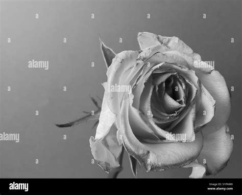 Slightly Fading Rose In Black And White Stock Photo Alamy