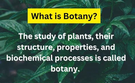 Botany History Branches Scope And Importance