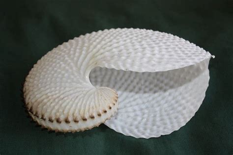 Paper Nautilus Shell Shells Nautilus Shell Sea Shells