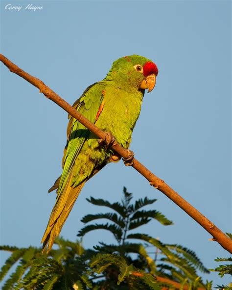 Crimson Fronted Parakeet Parakeet Birds Parrot