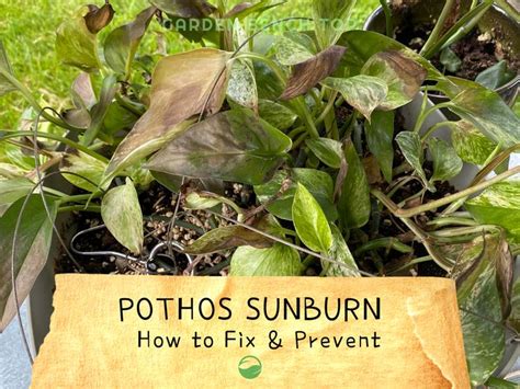 Is Your Pothos Sunburnt Discover Why Your Pothos Developed Leaf Burn