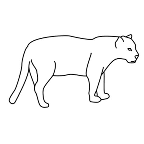 Learn how to draw simple jaguar pictures using these outlines or print just for coloring. How To Draw A Jaguar