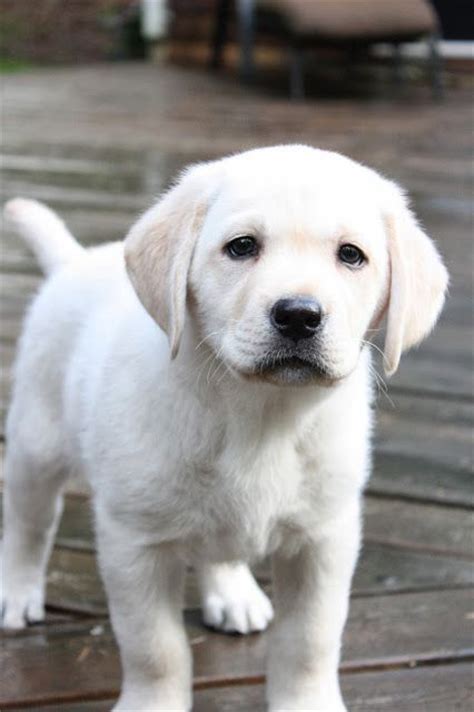 Healthy, beautiful and gentle white english labrador puppies. The 25+ best White lab ideas on Pinterest | White lab ...