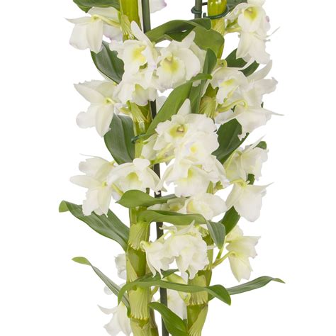 Learn How To Take Care Of Your Dendrobium Orchids With The Correct
