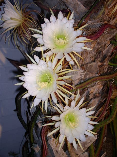 Plant delivery is the perfect gift! Florida Flowers and Gardens: Night Blooming Cereus