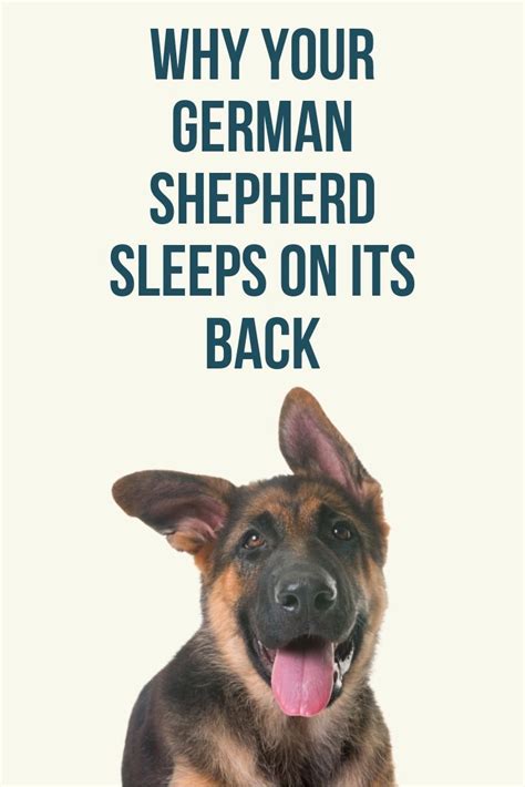 Why Your German Shepherd Sleeps On Its Back German Shepherd German