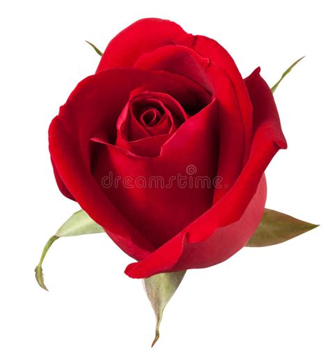 Red Rose Stock Photo Image Of Stem T Petals Green 37223360